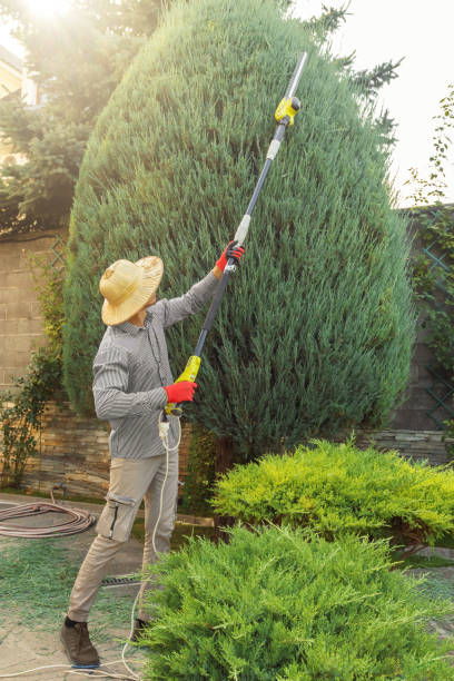 Professional Tree Service in Proctor, MN